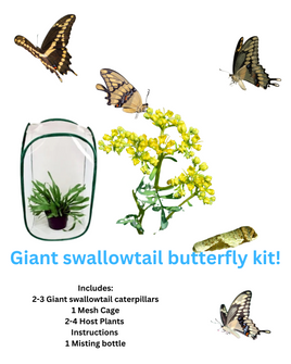 Giant Swallowtail Butterfly Kit