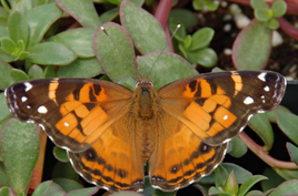 American Lady Butterfly Caterpillar or Chrysalis