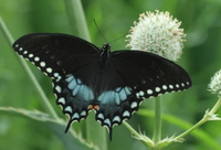 (Single) SpiceBush Swallowtail Chrysalis