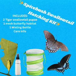 Spicebush Swallowtail Hatching Kit