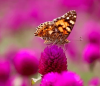 Painted Lady Life Cycle Kit!
