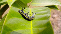 Queen Butterfly Caterpillars Or Chrysalis