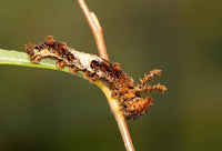 Viceroy Butterfly Caterpillars Or Chrysalis