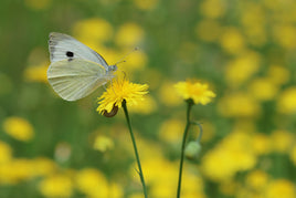 12 Cabbage white butterflies for release