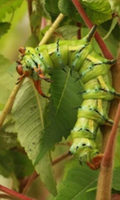 12 Regal Moth Eggs