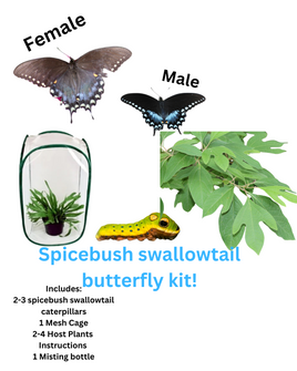 Spicebush Swallowtail Kit