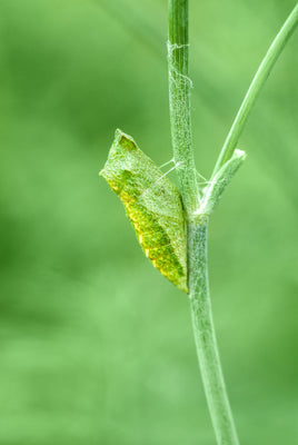 (Single) Black Swallowtail Chrysalis