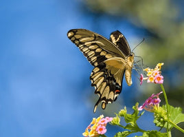 Giant Swallowtail Caterpillars or Chrysalis