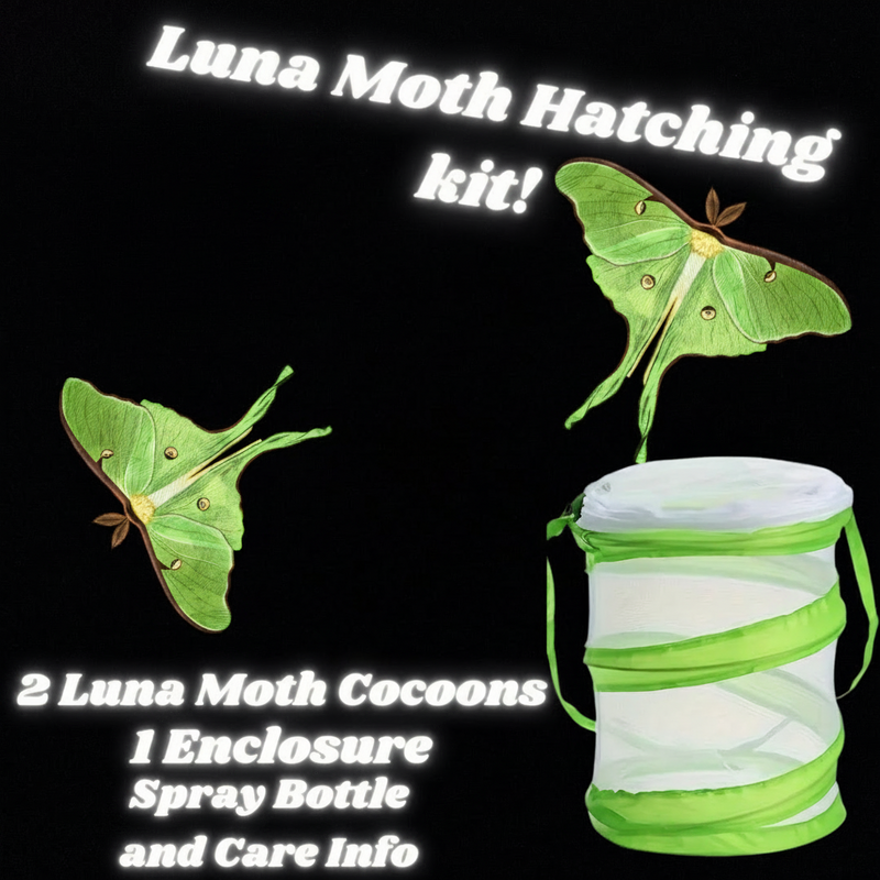Luna Moth Hatching Kit