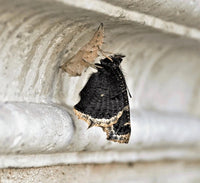 Mourning Cloak Caterpillers or Chrysalis