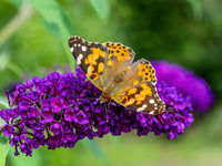 Painted lady Caterpillars or Chrysalis