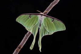 Single Luna Cocoon