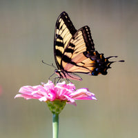 (Single) Tiger Swallowtail Chrysalis