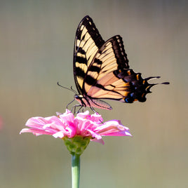 (Single) Tiger Swallowtail Chrysalis