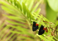 Atala Butterfly Caterpillars or Chrysalis