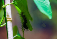 Julia Butterfly Caterpillars or Chrysalis