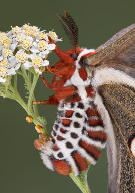 12 Cecropia Moth Eggs