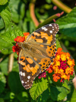 (Single) Painted Lady Chrysalis