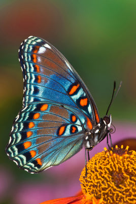 Red spotted purple caterpillars or eggs