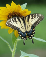 Butterfly Chrysalis Cup