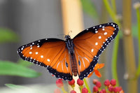 Queen Butterfly Caterpillars Or Chrysalis