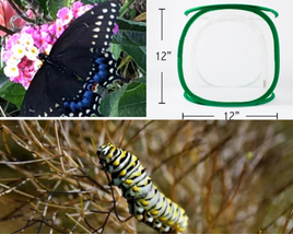 Black swallowtail kit preorder
