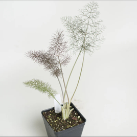 BRONZE FENNEL PLANT