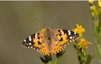Painted Lady Life Cycle Kit!