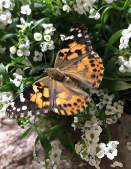 Package 1 one dozen Painted ladies