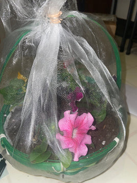 Butterfly Basket