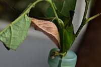 (Single) SpiceBush Swallowtail Chrysalis