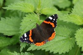 12 Red Admirals for release