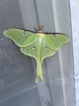 Moth Cocoon Mix