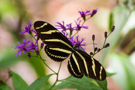 (Single) Zebra Longwing Chrysalis