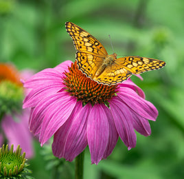 Variegated Fritillary Caterpillars or Chrysalis