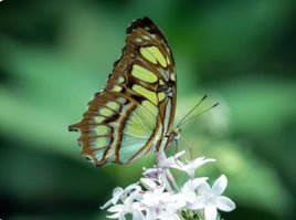 Malachite Butterfly Caterpillars or Chrysalis