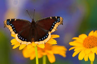 Mourning Cloak Caterpillers or Chrysalis