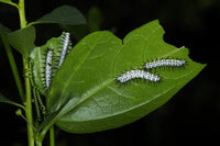 Zebra Longwing Caterpillars or Chrysalis