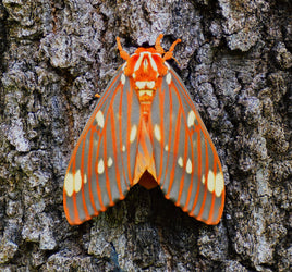 12 Regal Moth Eggs