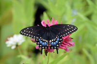 Black swallowtail Caterpillars or Chrysalis