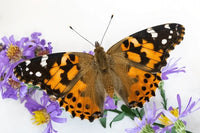 Painted Lady Life Cycle Kit!