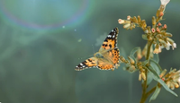Painted Lady Life Cycle Kit!
