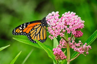 Monarch Caterpillars or Chrysalis
