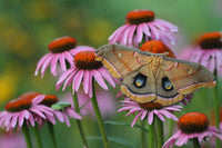 Polyphemus Moth Eggs