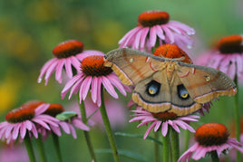 Polyphemus Moth Eggs