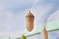 Queen Butterfly Caterpillars Or Chrysalis