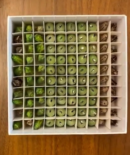 South Carolina Native Chrysalis Mix