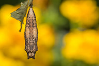 (Single) Tiger Swallowtail Chrysalis