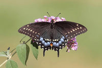 Butterfly Chrysalis Cup