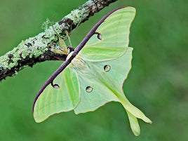 Luna Moth Eggs